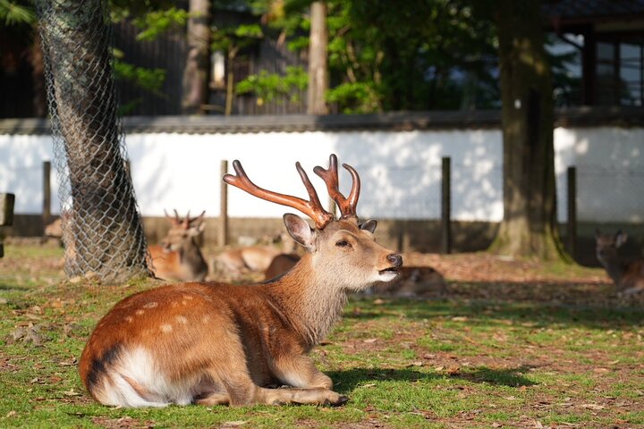 Nara Early Morning Tour Kyoto eller Osaka Avreise tilgjengelig