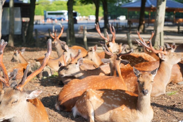 Nara Early Morning Tour Kyoto eller Osaka Avreise tilgjengelig