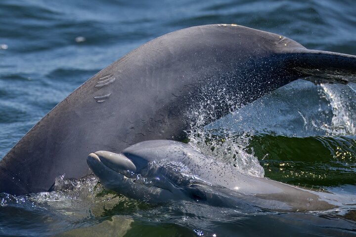 Frisky Meerjungfrau Delfin + Sightseeing Kreuzfahrt in Pensacola Beach