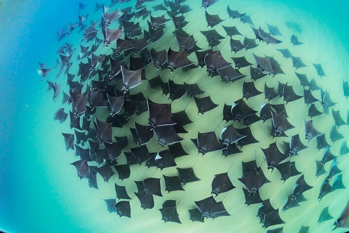 Safari Oceánico: Lobos Marinos, Móbulas, Delfines, Orcas, Ballena