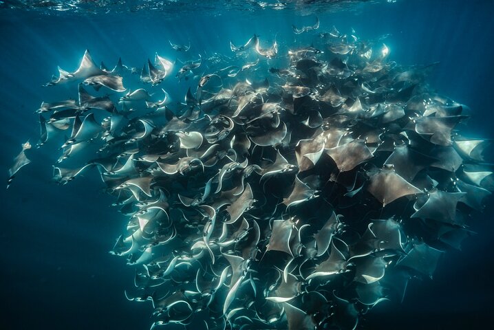 Safari Oceánico: Lobos Marinos, Móbulas, Delfines, Orcas, Ballena