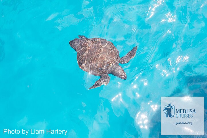 Medusa krydstogter: 4-timers Turtle Chill-Out Cruise / Frokost – Protaras