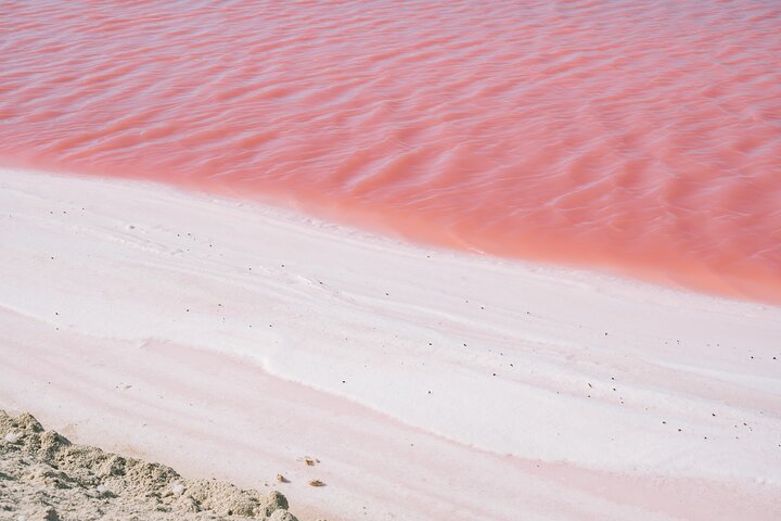 Rio Lagartos og Las Coloradas - Flamingo og Crocodile Safari Plus