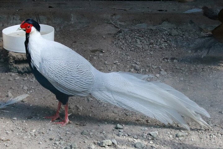 Valle De Anton Regnfald varme kilder og natur privat tur