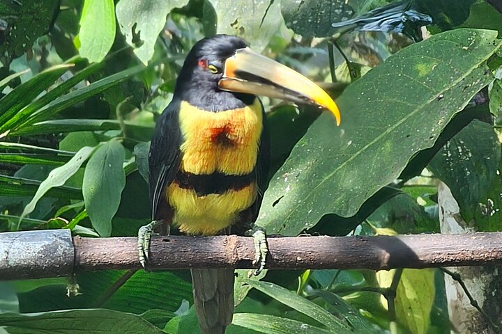 Mindo Regenwoud Vogelspotten & Fotografie I Privé Dagtocht