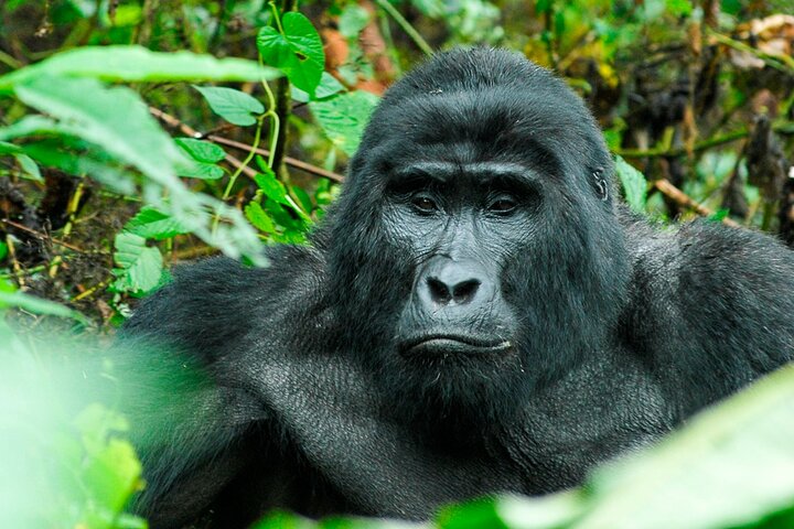 Jinja Private 5 dias de Safari Gorilla e Tubing Adventure Tour