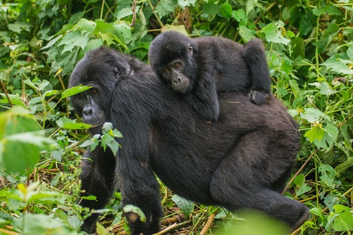 Jinja Private 5 dias de Safari Gorilla e Tubing Adventure Tour