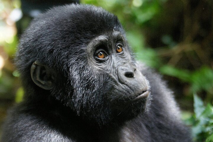 Jinja Private 5 dias de Safari Gorilla e Tubing Adventure Tour
