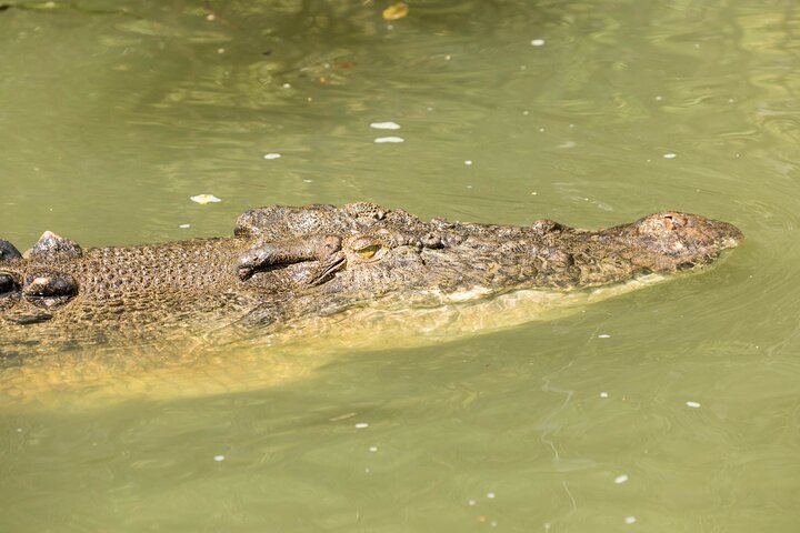 Excursión de un día completo a la selva tropical de Daintree y la tribulación del Cabo
