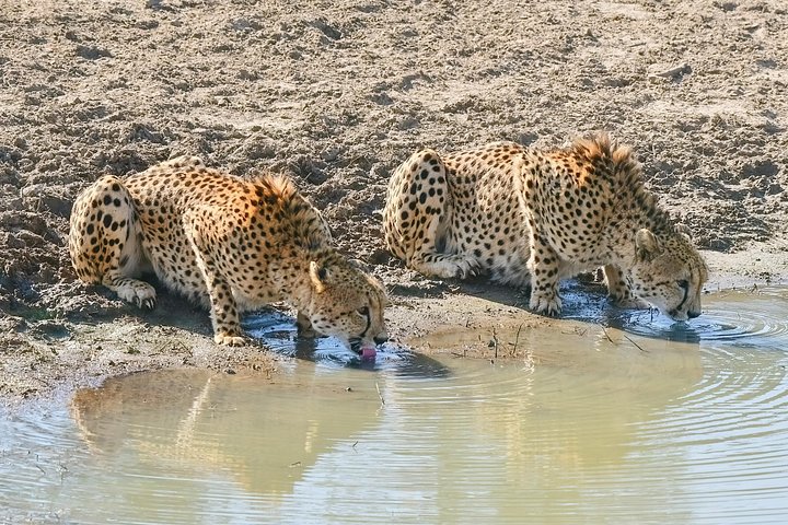 Safari Kruger de 3 jours au départ de Johannesburg