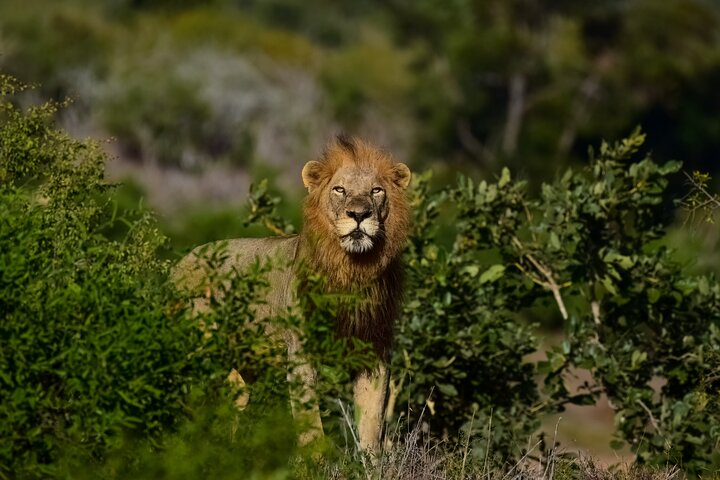 Safari Kruger de 3 jours au départ de Johannesburg