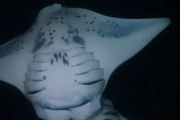 KONA Manta Ray Night Snorkel - GRATIS omkörning om inga iakttagelser