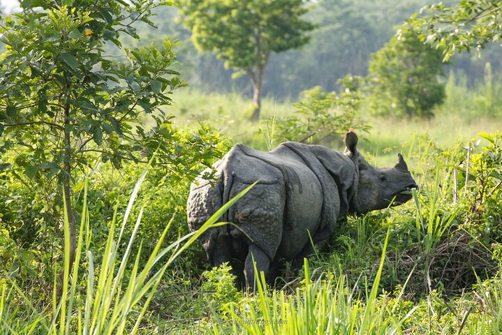 Halve dag Jeep Safari delen in Chitwan National Park