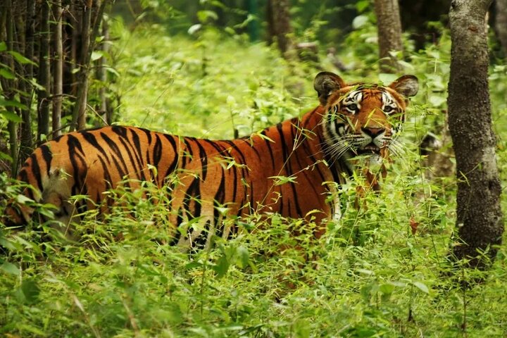 Halve dag Jeep Safari delen in Chitwan National Park