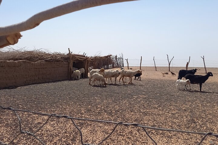 Privat dagstur från Erfoud till Merzougaöknen med lunch