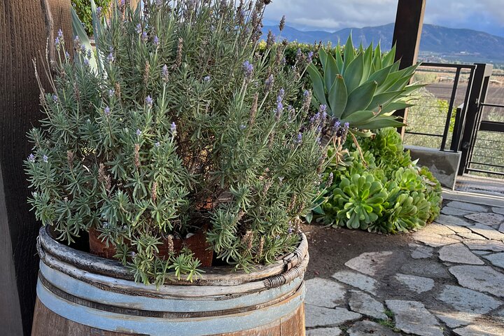 Privat Deluxe vinresa till Valle de Guadalupe med lyxfordon