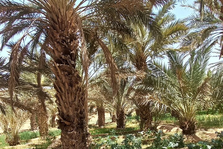 Privat dagstur från Erfoud till Merzougaöknen med lunch