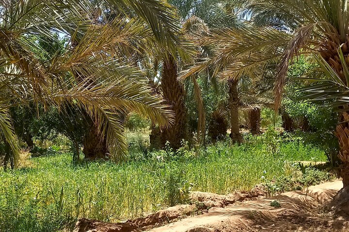 Privat dagstur från Erfoud till Merzougaöknen med lunch