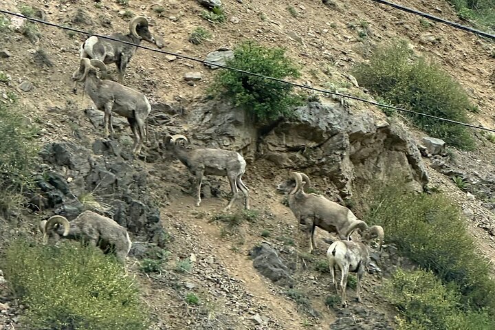 Einziehbare Glas Top Tours von RMNP von Purple Points Tour Company