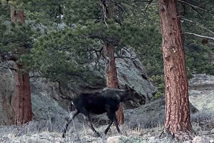 Einziehbare Glas Top Tours von RMNP von Purple Points Tour Company