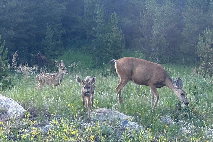 Einziehbare Glas Top Tours von RMNP von Purple Points Tour Company