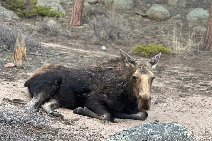 Einziehbare Glas Top Tours von RMNP von Purple Points Tour Company