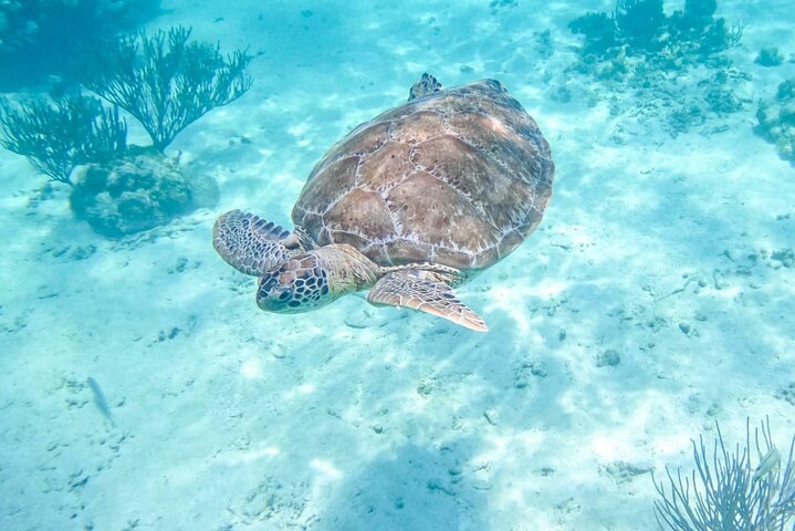 Akumal Bay: Swim with Sea Turtles and Cenote Private Tour