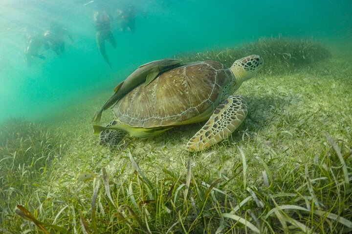 Akumal Bay: Swim with Sea Turtles and Cenote Private Tour
