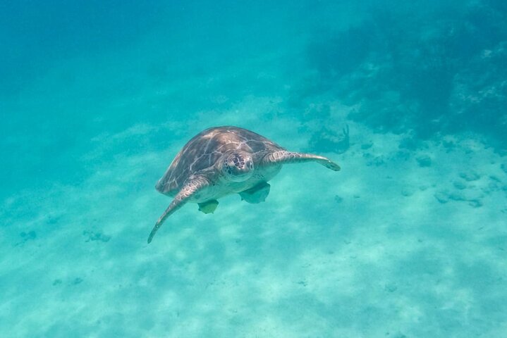 Akumal Bay: Swim with Sea Turtles and Cenote Private Tour