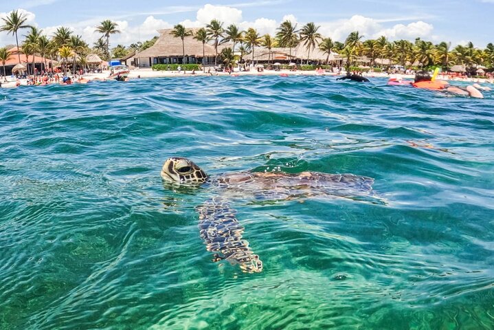 Akumal Bay: Swim with Sea Turtles and Cenote Private Tour
