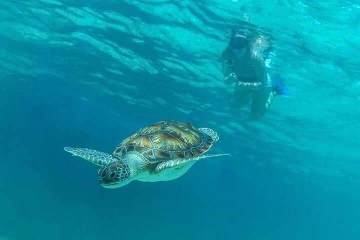 Akumal Bay: Swim with Sea Turtles and Cenote Private Tour
