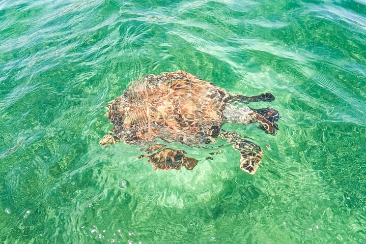 Akumal Bay: Swim with Sea Turtles and Cenote Private Tour