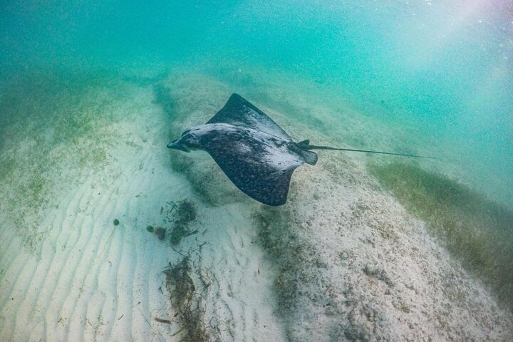 Akumal Bay: Swim with Sea Turtles and Cenote Private Tour