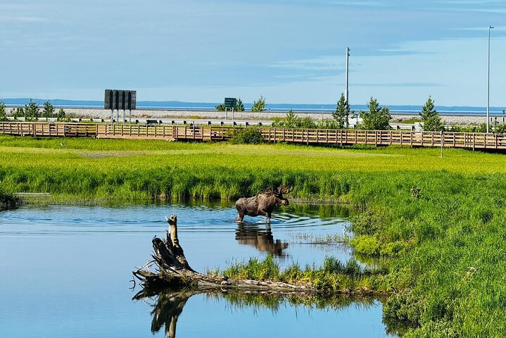 Trasferimento in crociera Whittier con tour Wildlife&Glacier ad Anchorage