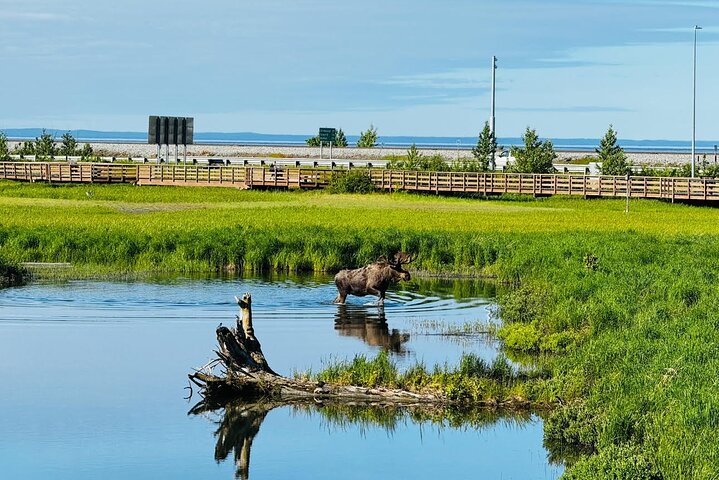 Seward kryssning Transfer med vilda djur och natursköna Tour till Anchorage