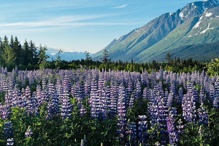 Seward kryssning Transfer med vilda djur och natursköna Tour till Anchorage