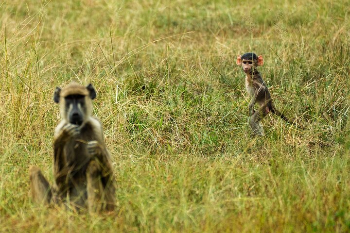 Desde Zanzíbar: Safari privado de día completo en Selous con vuelos