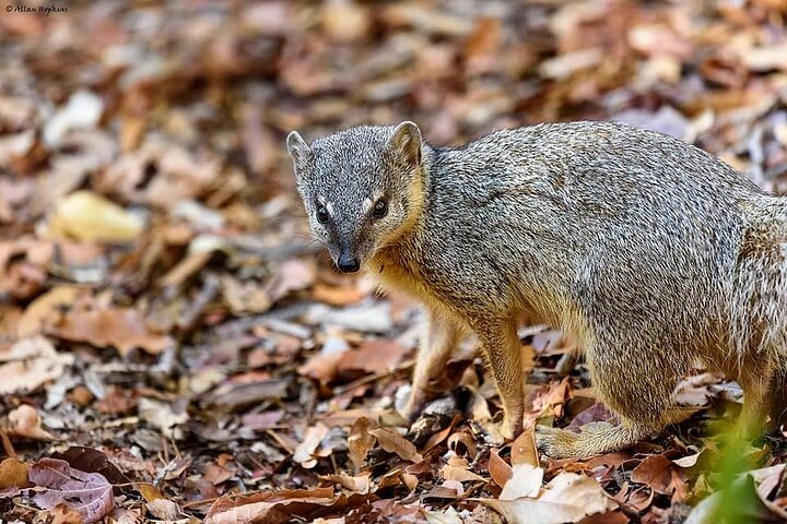 Morondava: Tour zum Kirindy-Wald und zur Baobab-Allee
