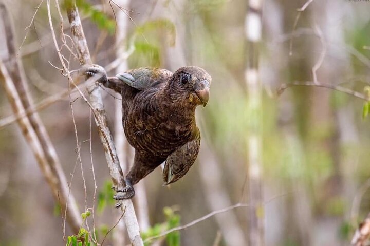 Morondava: Tour zum Kirindy-Wald und zur Baobab-Allee