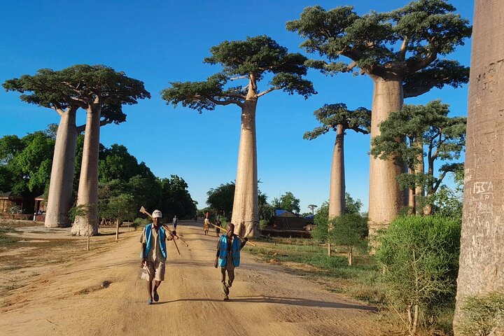 Morondava: Tour zum Kirindy-Wald und zur Baobab-Allee