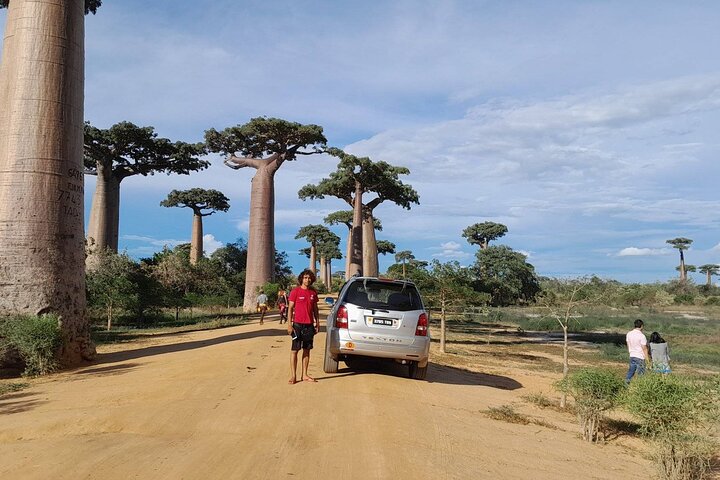Morondava: Tour zum Kirindy-Wald und zur Baobab-Allee