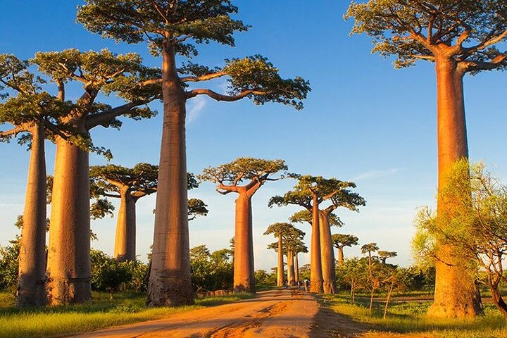Morondava: Tour zum Kirindy-Wald und zur Baobab-Allee