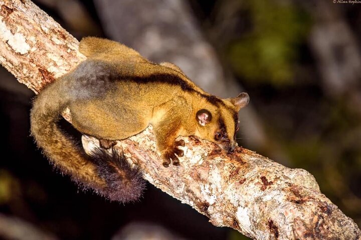 Morondava Tour : 3-daagse tour naar Tsingy of Bemaraha & Baobab avenue