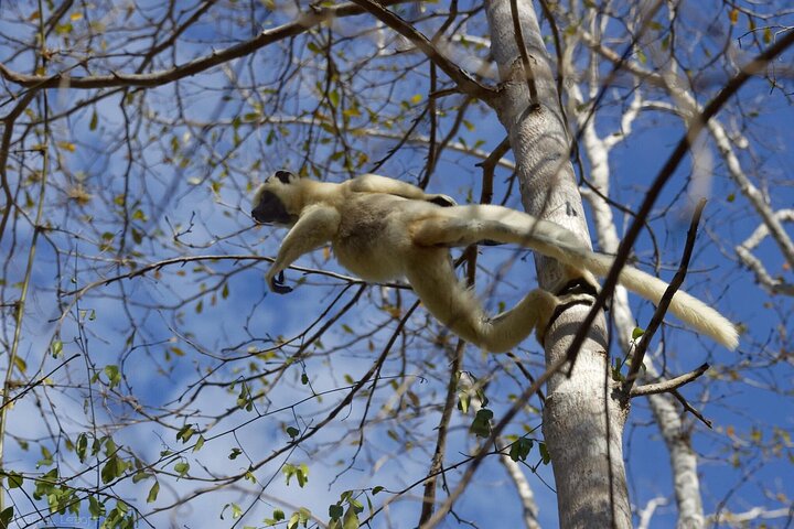Morondava: Tour zum Kirindy-Wald und zur Baobab-Allee