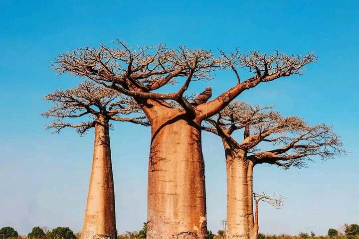 Morondava Tour : 3-daagse tour naar Tsingy of Bemaraha & Baobab avenue