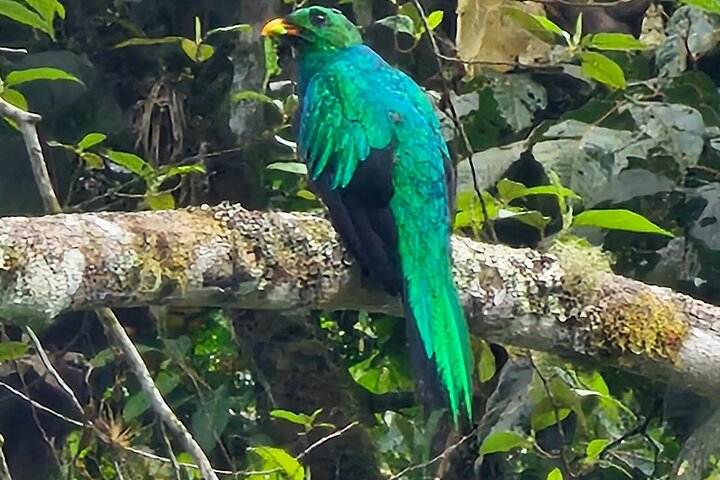 Mindo Regenwoud Vogelspotten & Fotografie I Privé Dagtocht