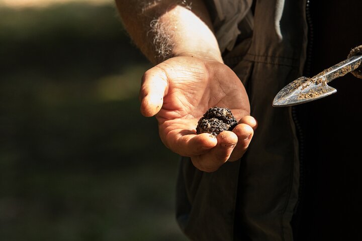 Truffeljacht en kaas-, truffel- en wijnproeverij in de buurt van Alba