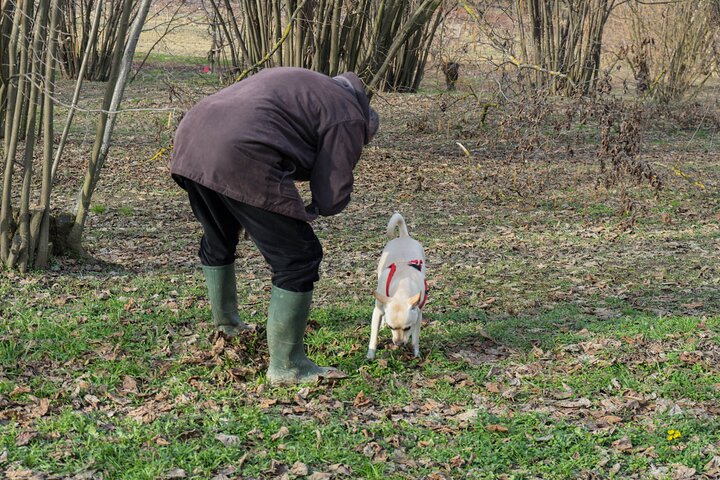 Truffeljacht en kaas-, truffel- en wijnproeverij in de buurt van Alba