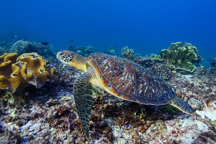 Dagsutflykt till Nusa Penida Snorkling och landstur