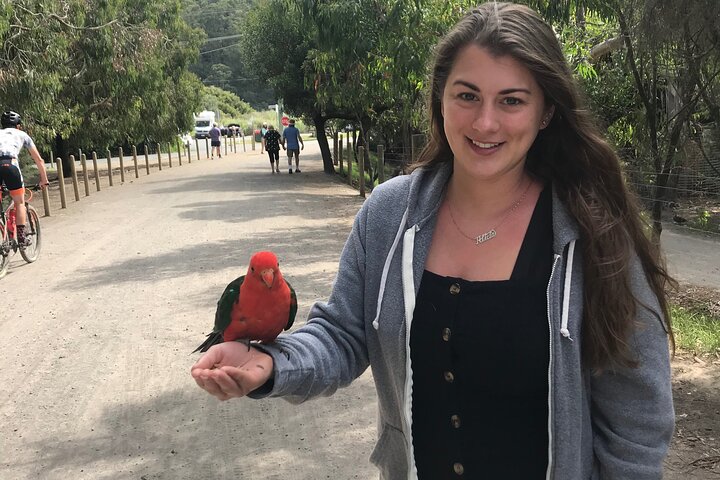 Tour privado de día completo de vida silvestre de Ozzie en Melbourne
